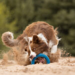 Jeder weitere Hund des gleichen Besitzers